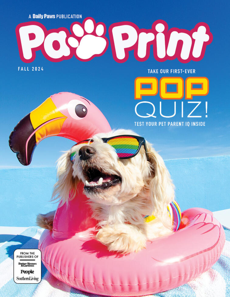 Paw Print Magazine Recreation #1 MMA Typography and Layout Midterm Project March 2025